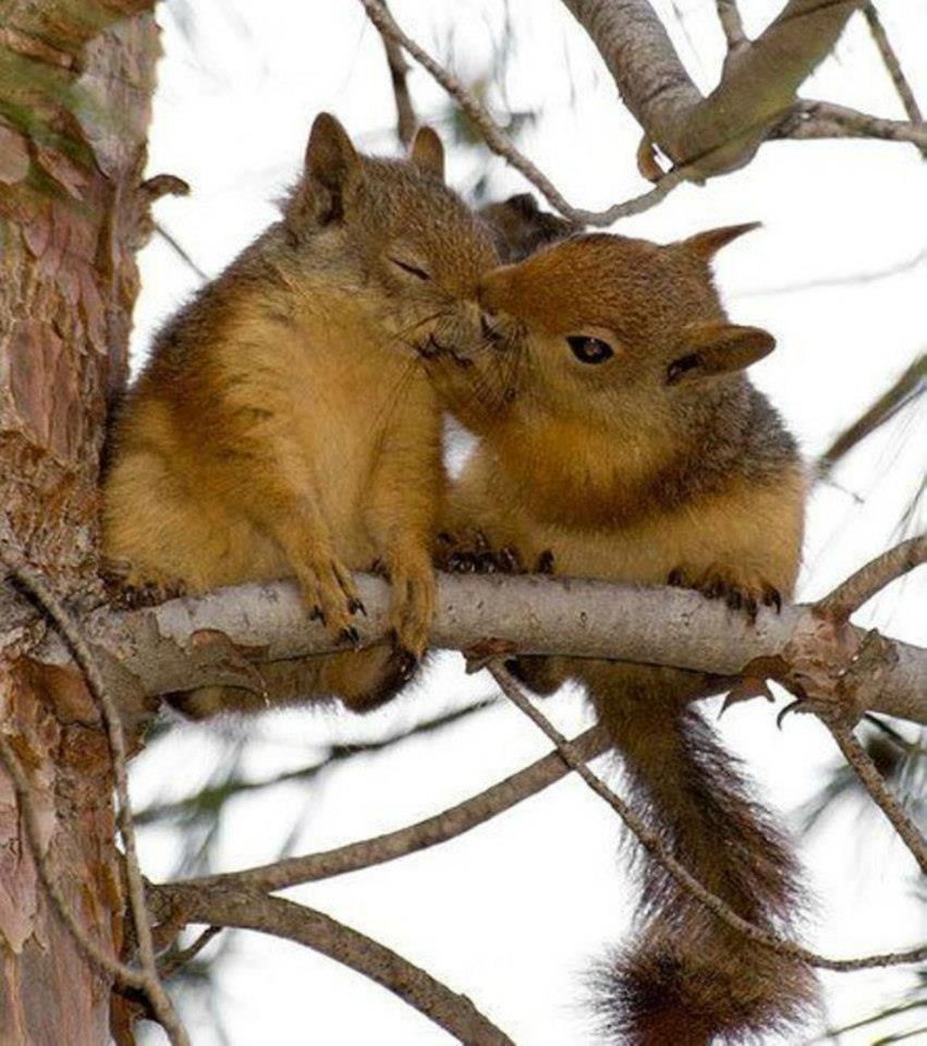 Animales Besandose : Fotos Calidad Alta [Besos] | Imagenes